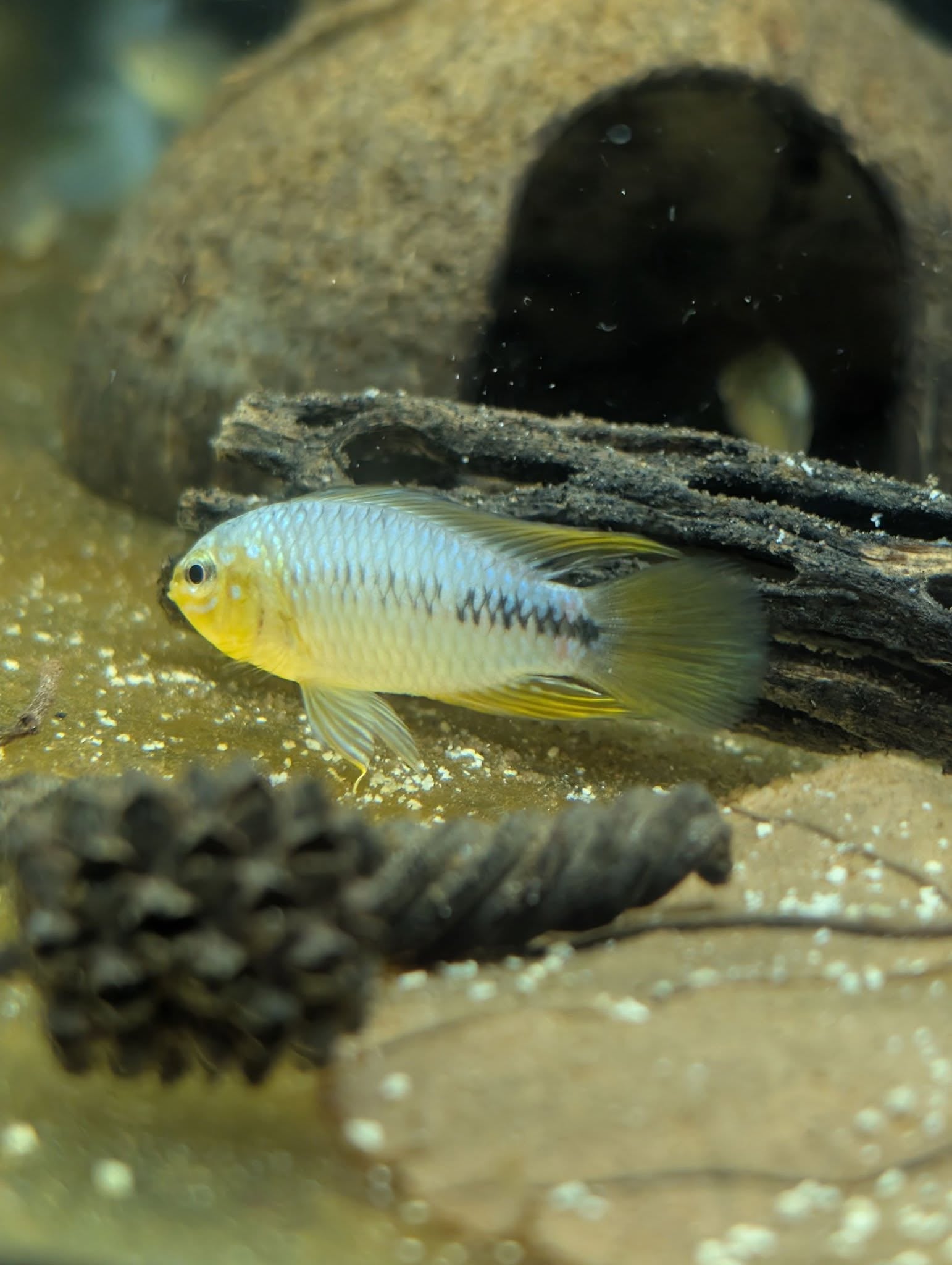 Apistogramma Borelii F1 Salto, Uruguay Pair