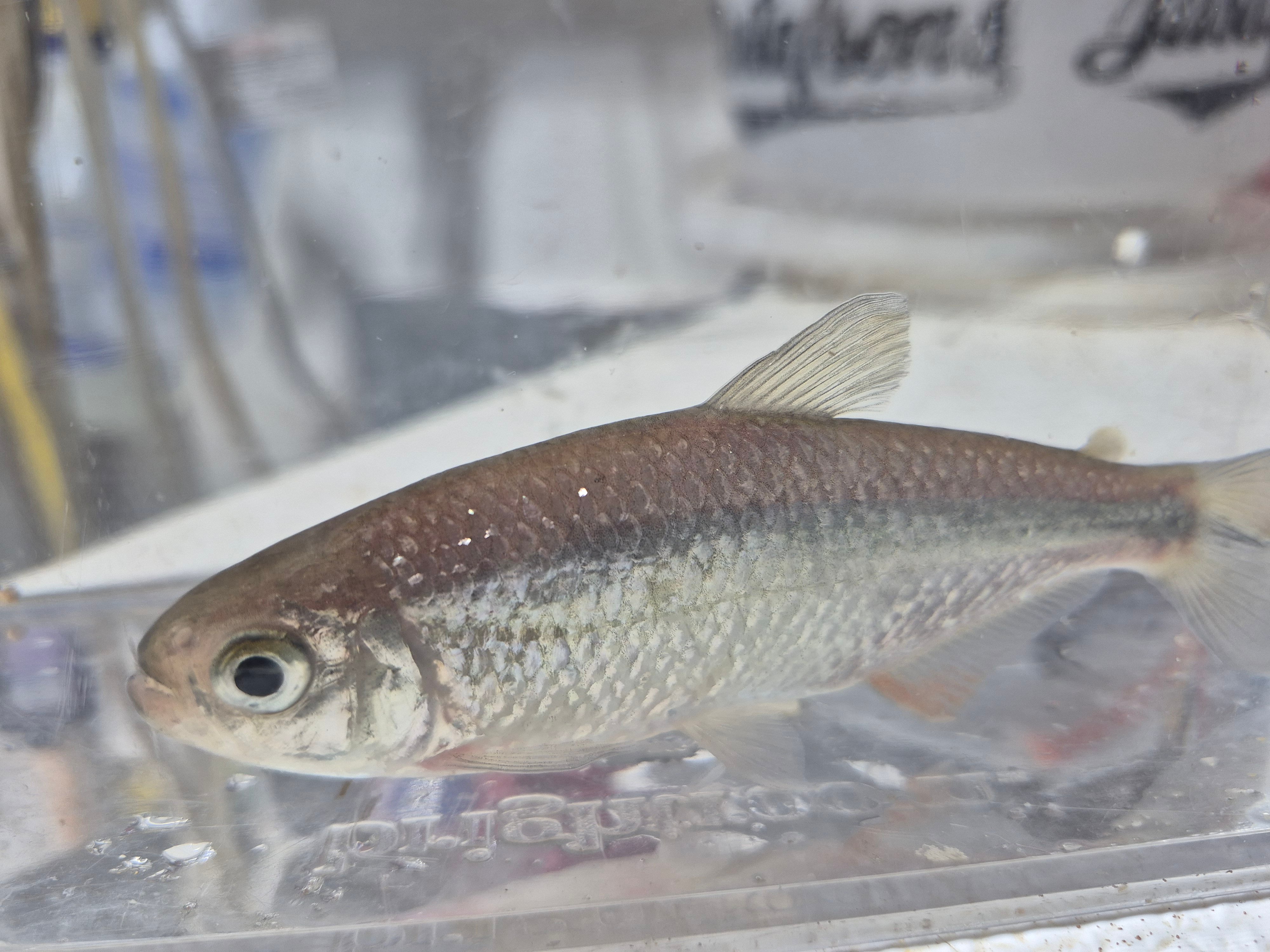 For sale are 8 Mexican Tetras.