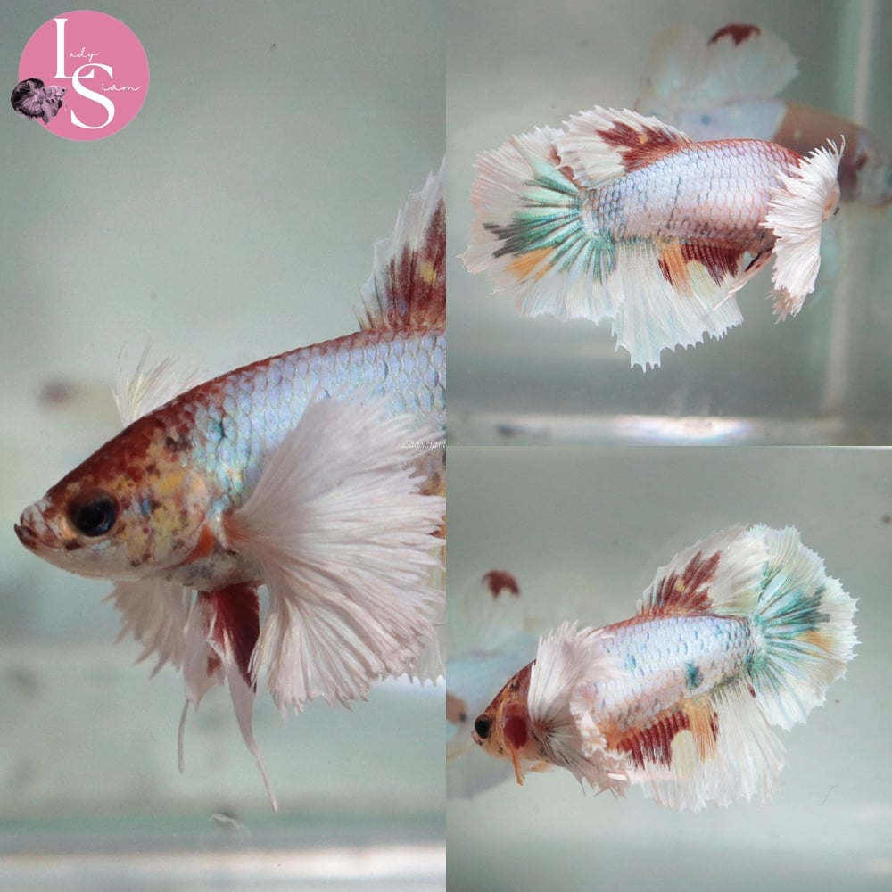 [Thailand] Candy Dumbo HM (Female)