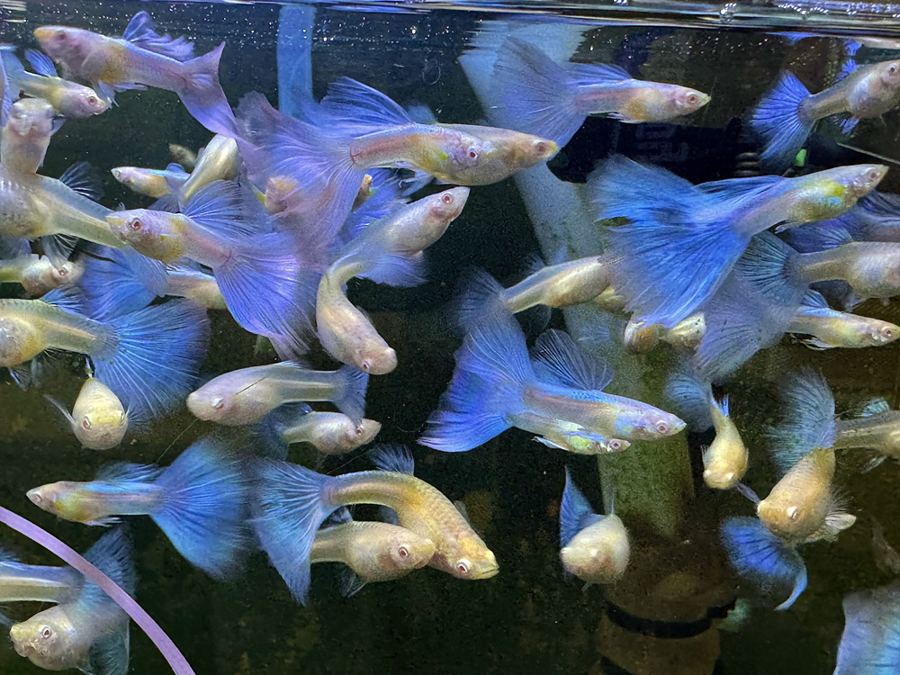 Store: Karen's Guppies