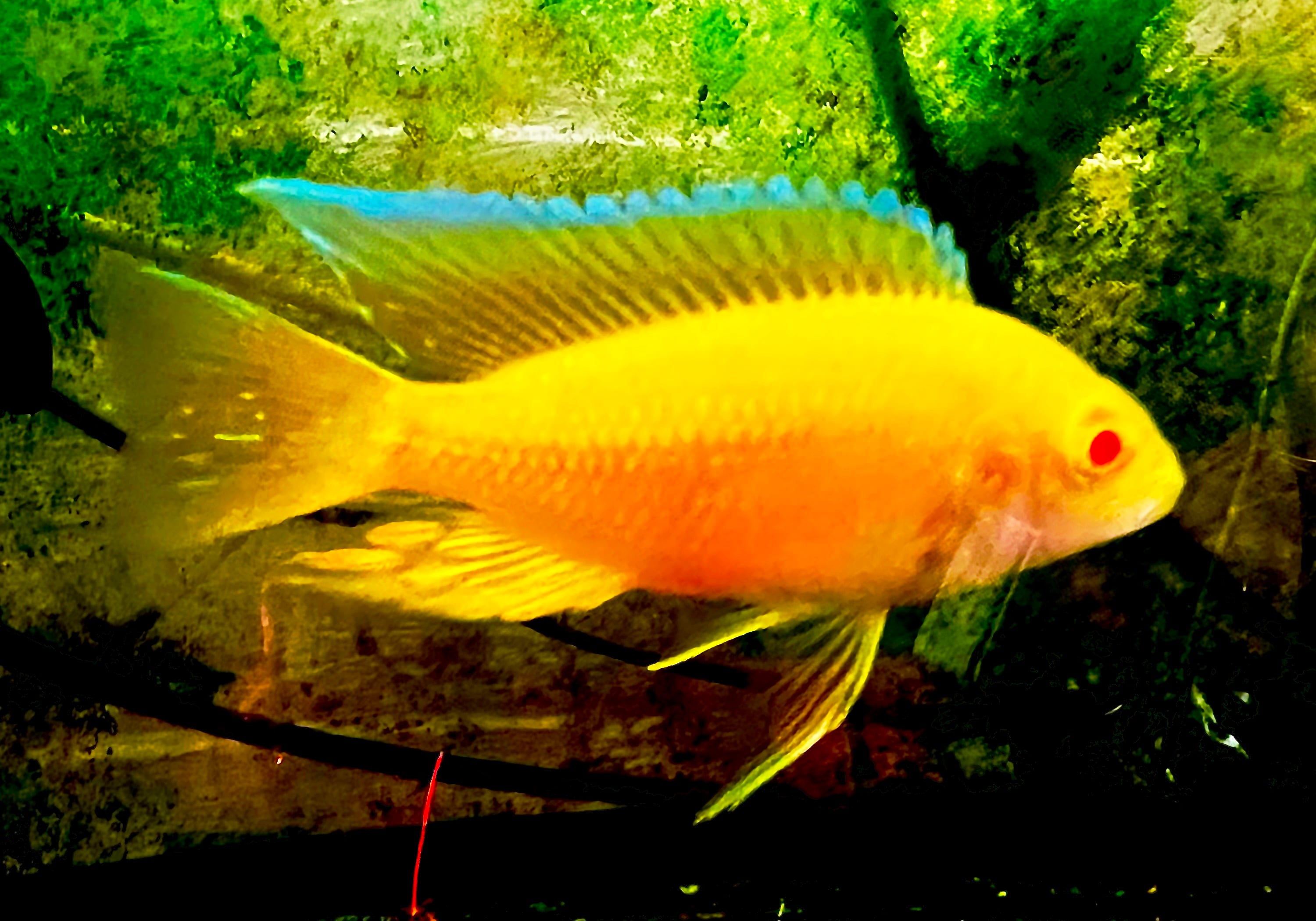 GOLD INGOT PEACKOCK - 3 FISH PACK