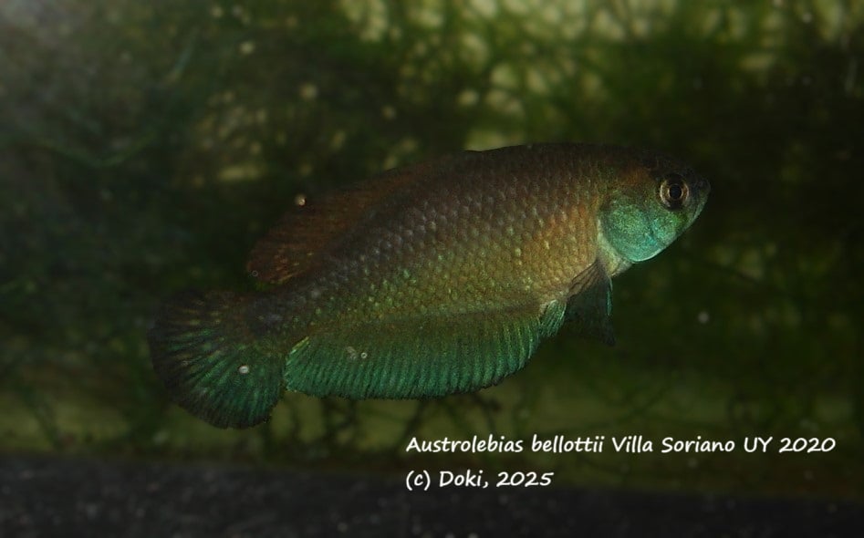 Austrolebias bellottii Villa Soriano UY 2020, 40 eggs