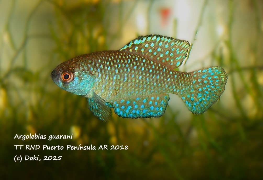 Argolebias guarani TT RND Puerto Península AR 2018, 30 eggs