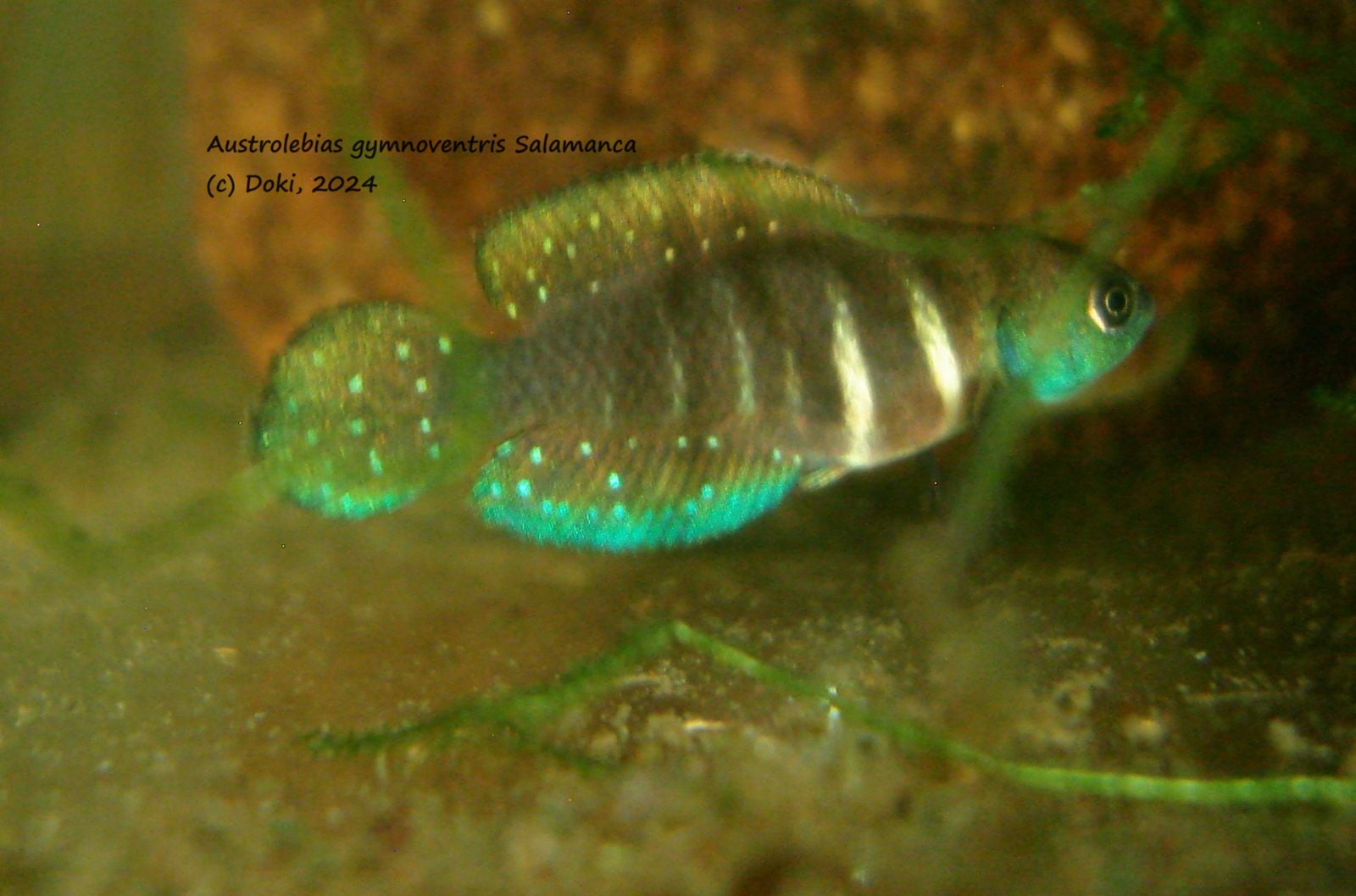 Austrolebias gymnoventris Salamanca, +40 eggs