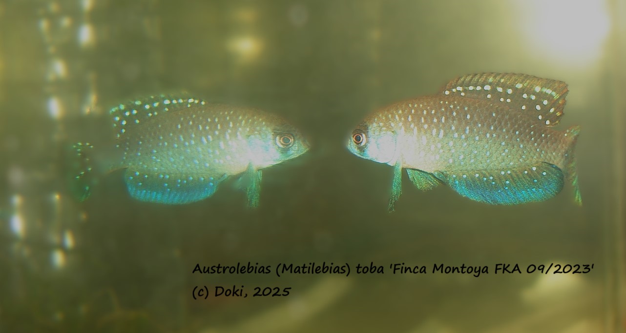 Austrolebias toba Finca Montoya  FKA 09/2023, + 40 eggs