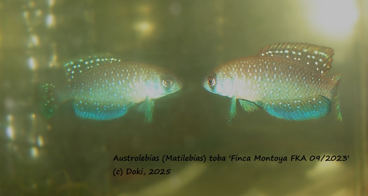 Austrolebias toba Finca Montoya  FKA 09/2023, + 40 eggs