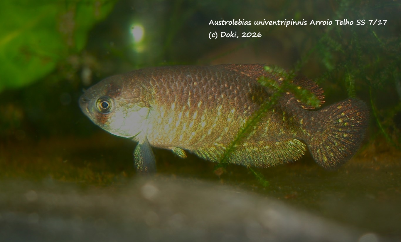 Austrolebias univentripinnis Arroio TelhoSS 7/17, + 40 eggs