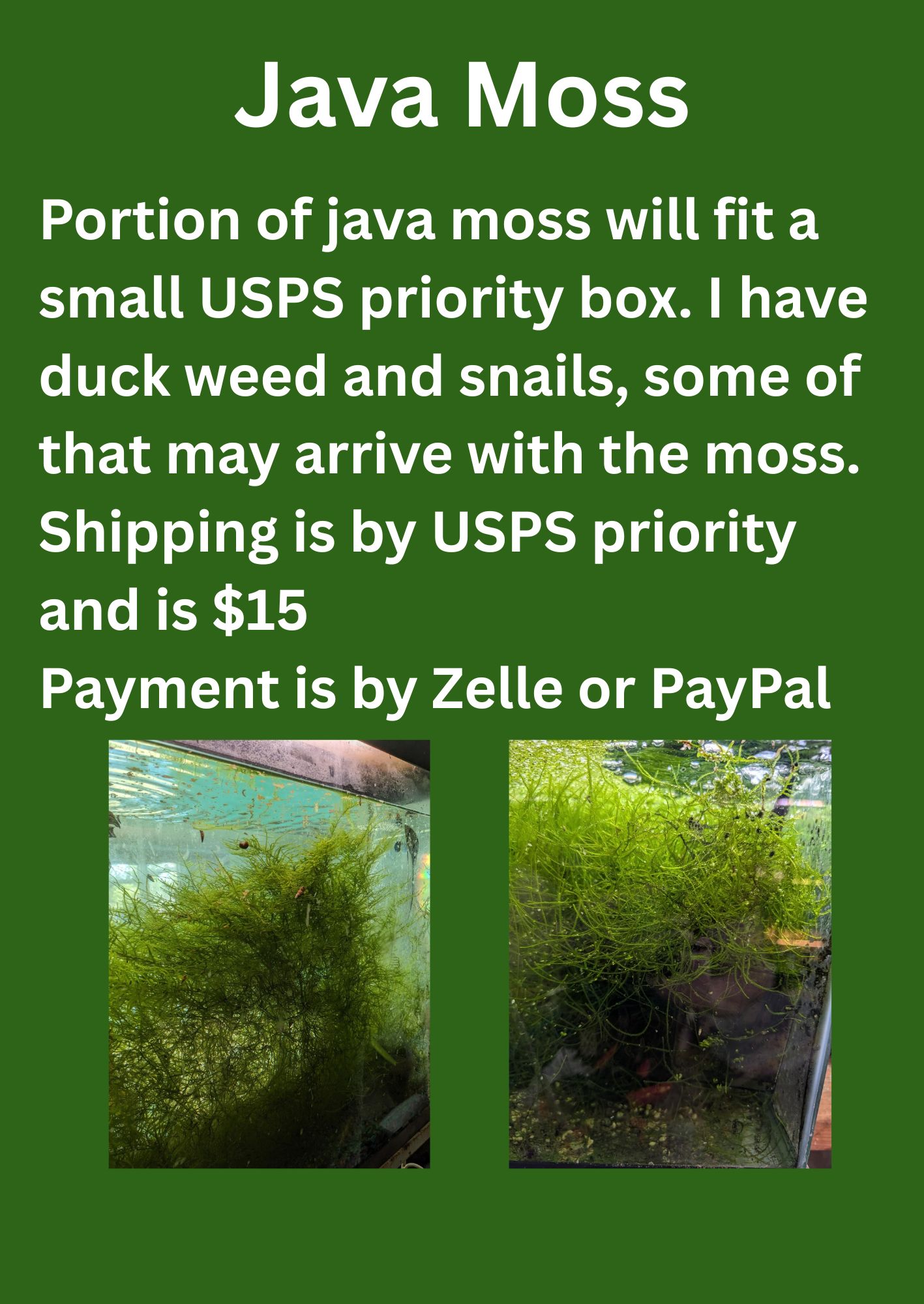 Portion of Java moss