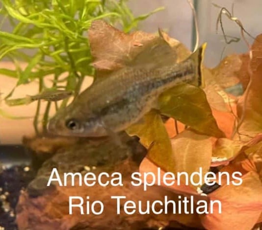 Ameca splendens   Butterfly Goodeid (6) UNSEXED Juveniles