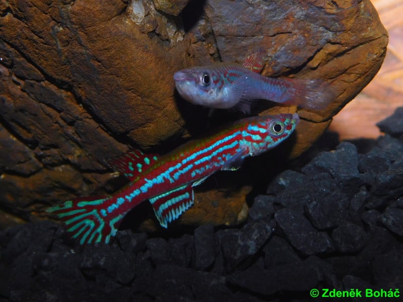 Aphyosemion ogoense GHP 80/24 +25 eggs