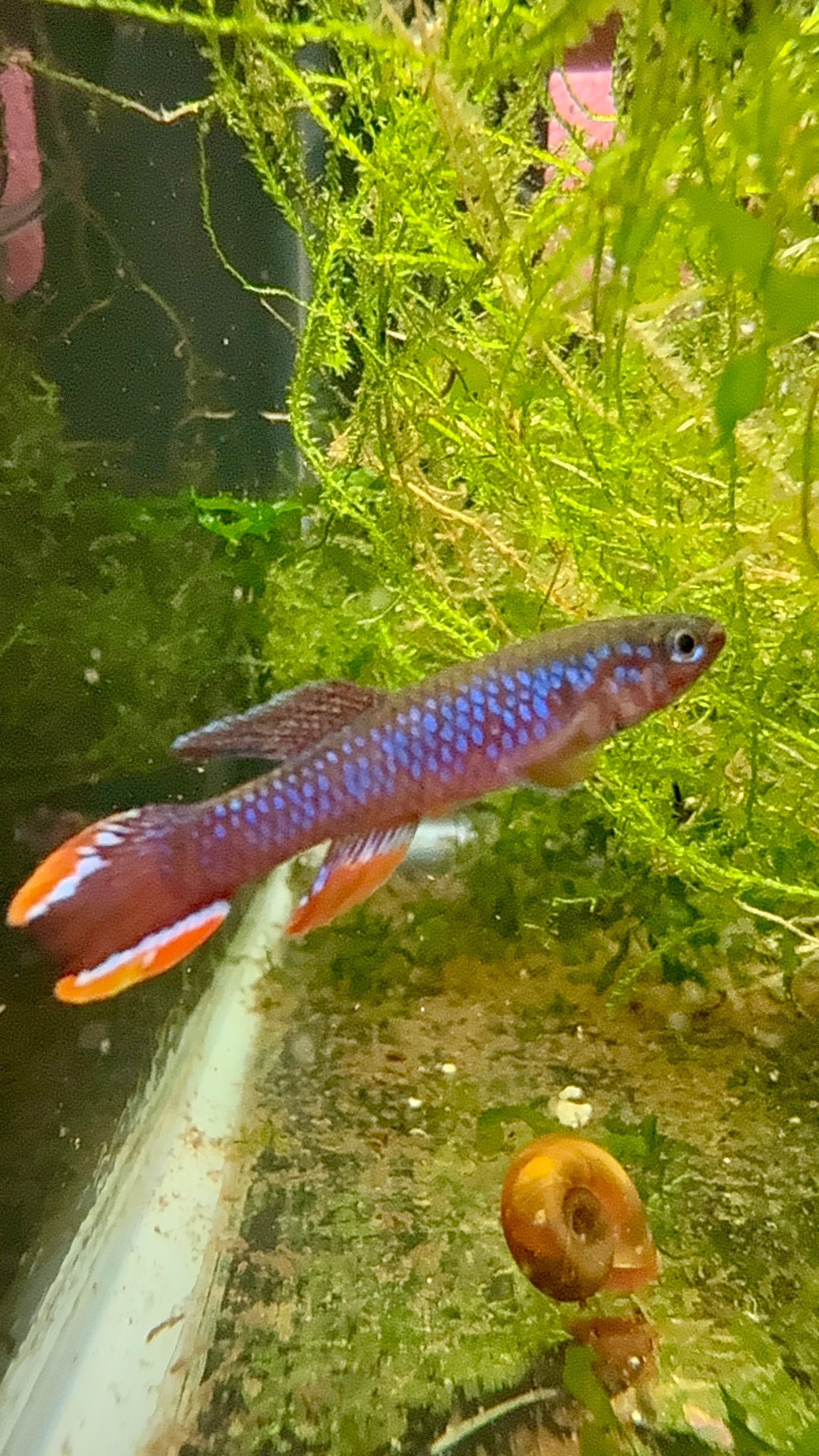 Aphyosemion fulgens LEC 93/7, Blue Spark Killi (1 pair)