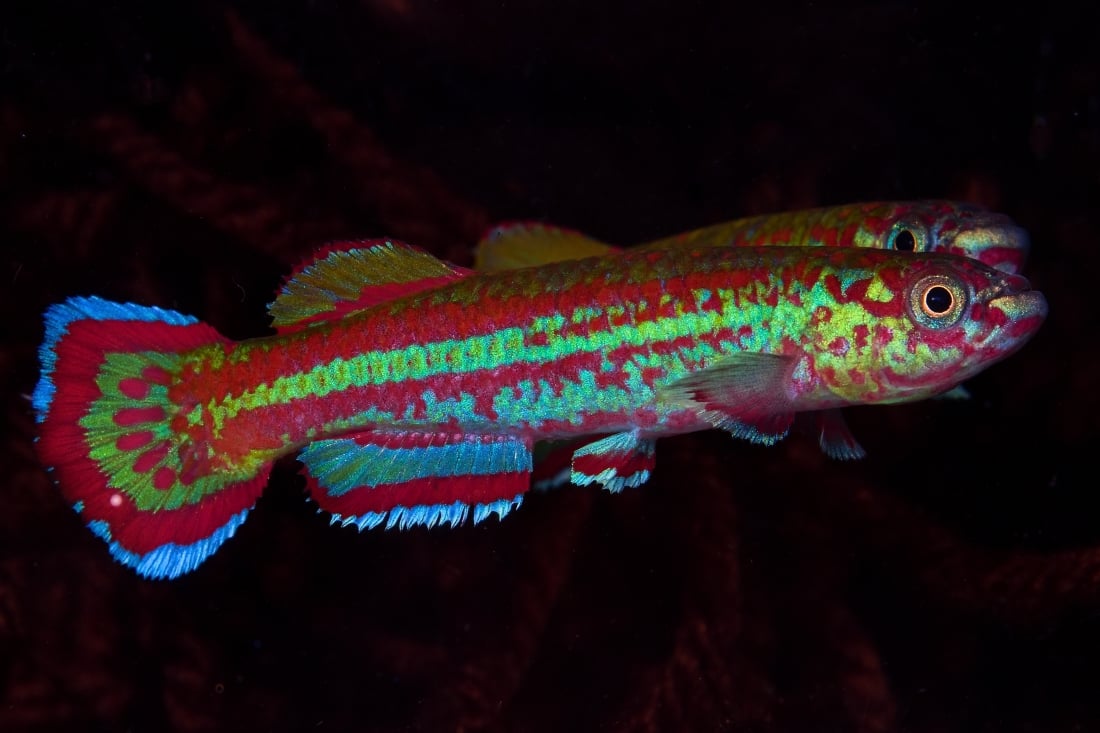 Aphyosemion primigenium GBN 88/10 +25 eggs