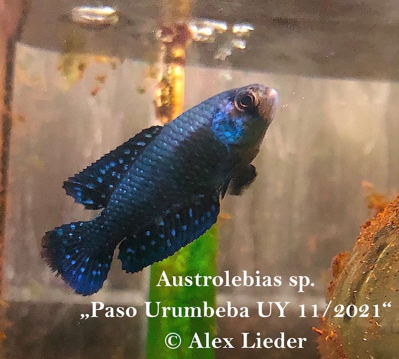 40+; Austr. spec. *Paso Urumbeba*