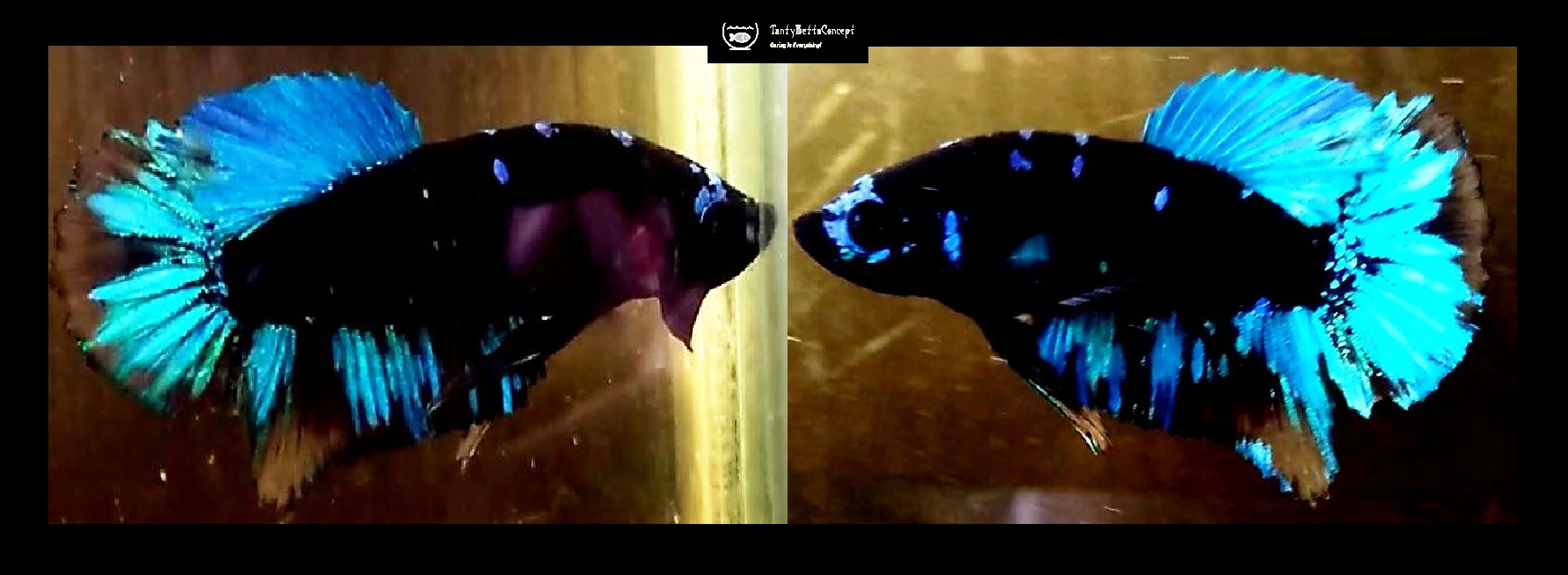 BLUE AVATAR!! #2 (Shipping Cost Included in Price)