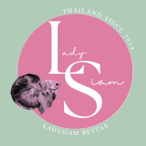 Store: LadySiambettas