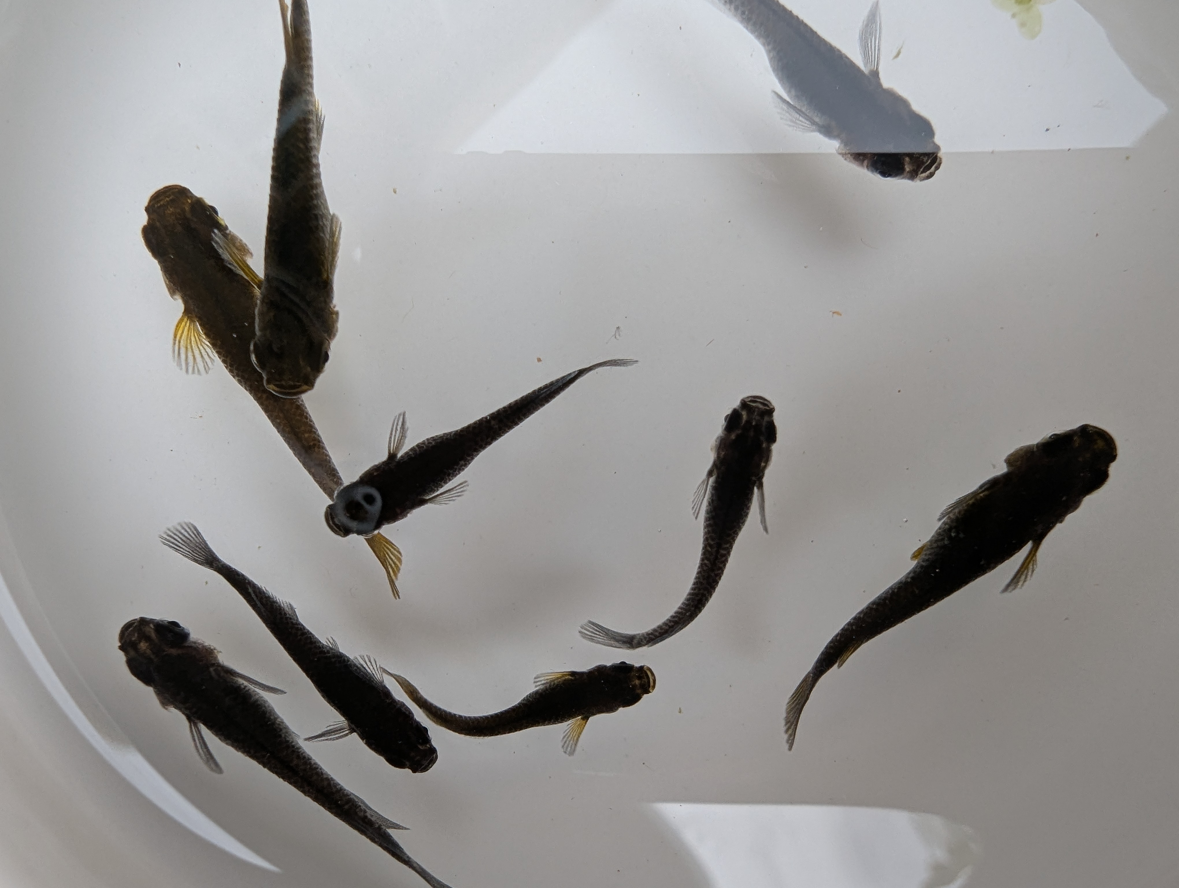 (8) Black Medaka (Japanese Ricefish)