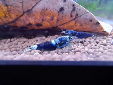 6 + 1 Blue Samurai Caridina - HIGH GRADE - USA bred
