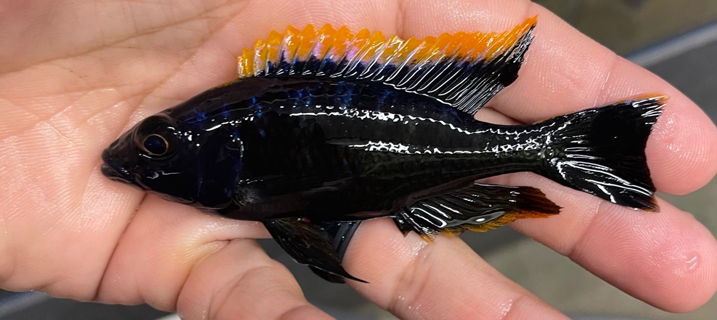 4"+ B.O.D (BLACK ORANGE DORSAL) MALE