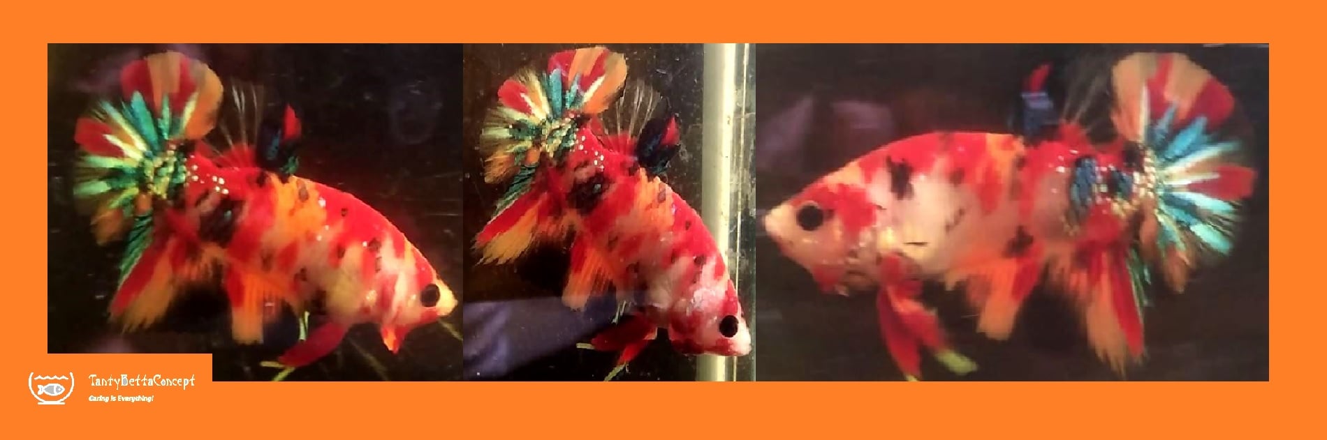 CANDY KOI!! #2 (Shipping Cost Included in Price)