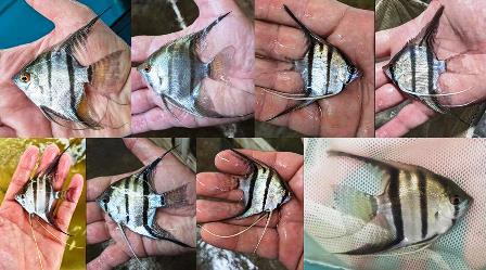 RIO CARONI ANGELFISH - F3 - YOUNG ADULTS - LOT OF 4