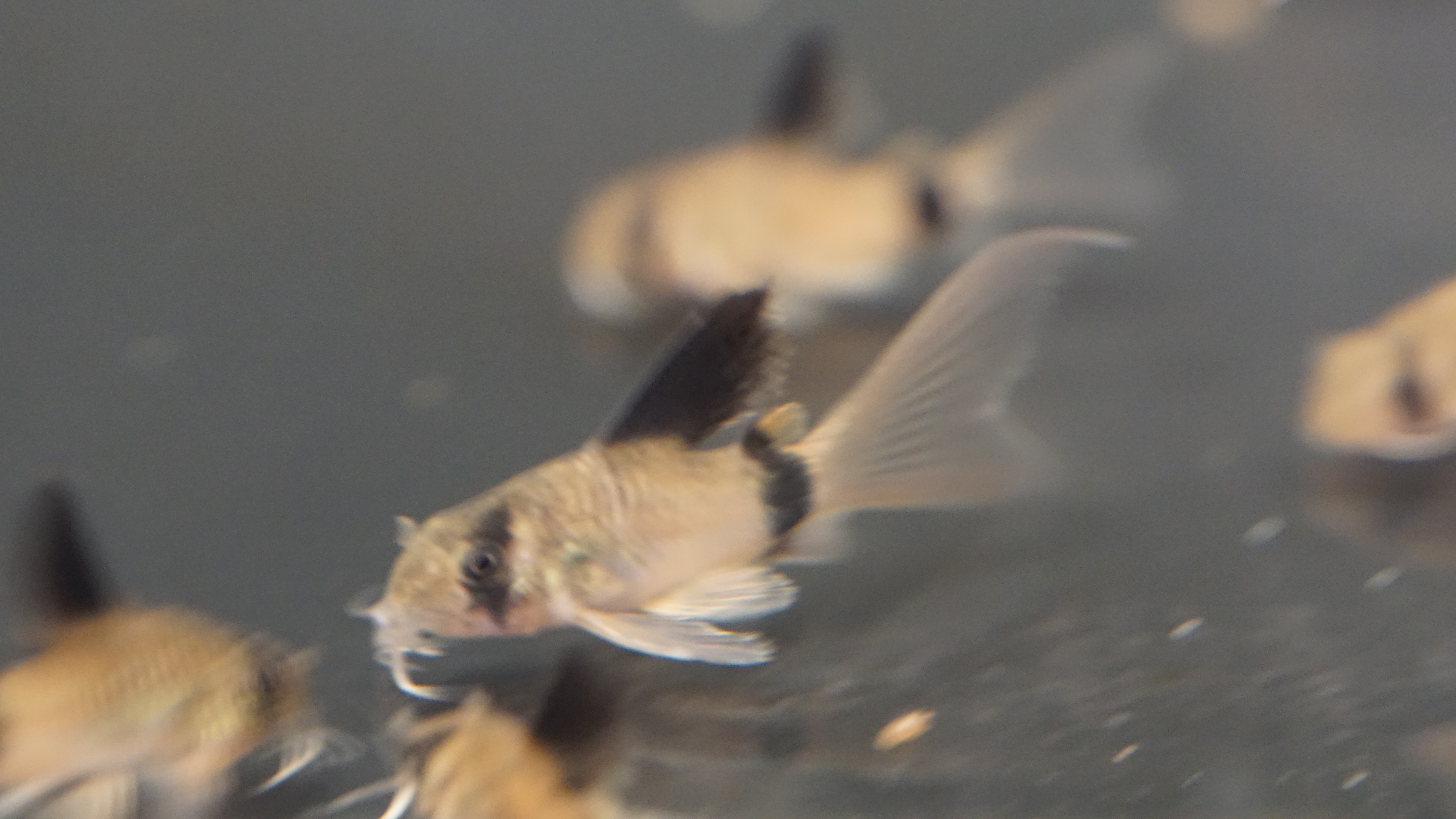 Longfin Panda Corydoras
