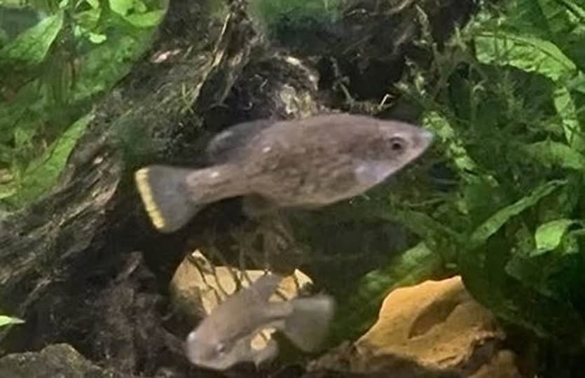 Chapalichthys pardalis Six Juvenile Goodeids