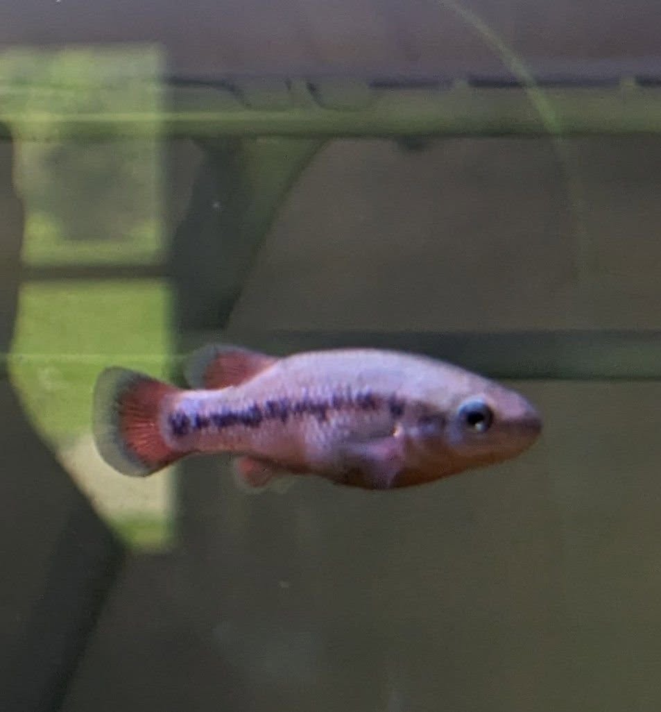 Store: Hard Water Propagation