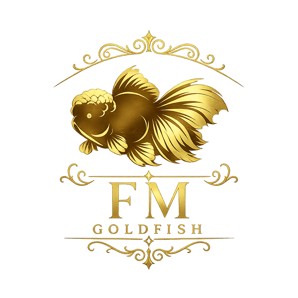 Store: Fancy mania goldfish
