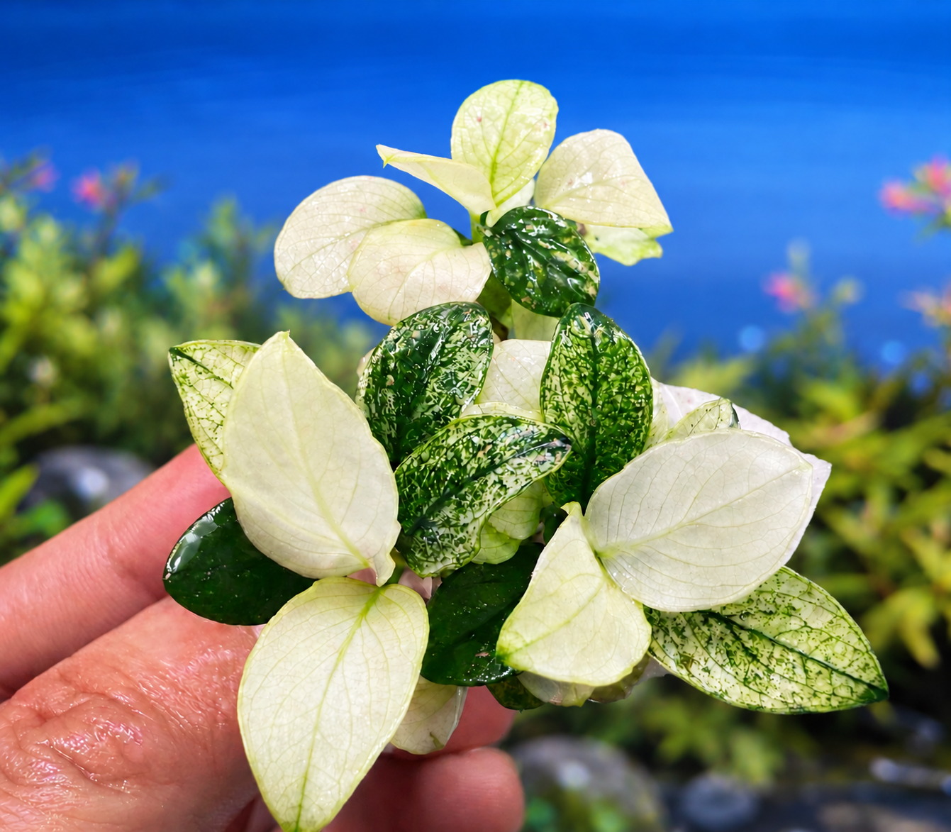Anubias Nana White / Rare Live Aquarium Plant