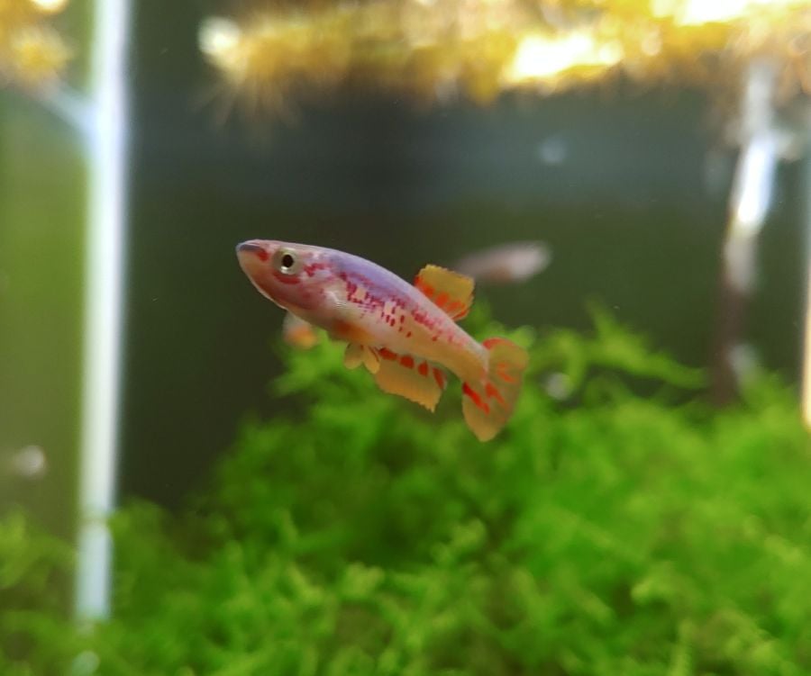 Aphyosemion Cofe 10/23, 6 fish (4M/2F)