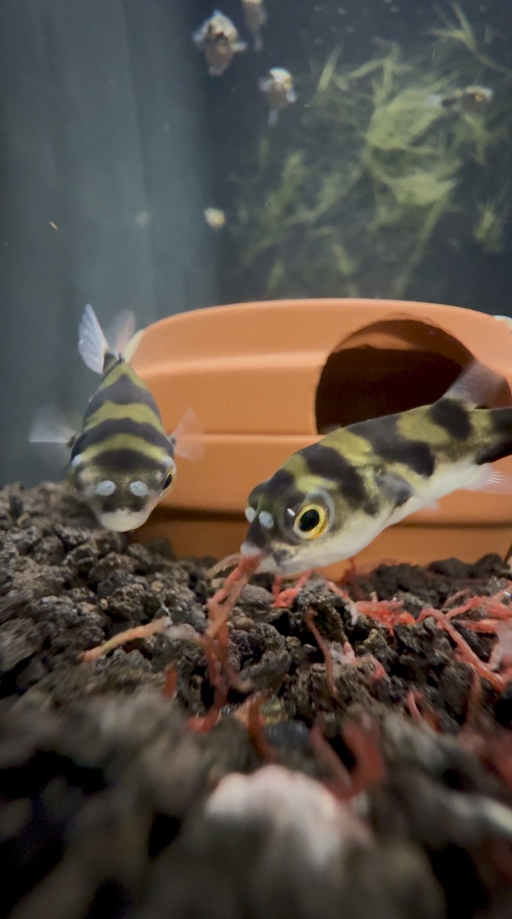 Amazon Puffer, Colomesus asellus, Wild Peru Freshwater Puffer (Group of 3)