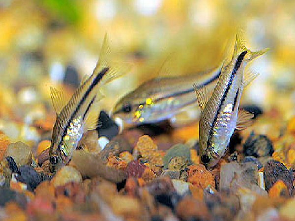 9 Pygmaeus Cories (Cuteness Overload) about 3/4" with SHIPPING INCLUDED