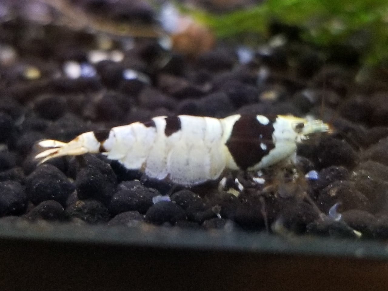 6 + 1 Crystal Black Shrimp - USA Bred
