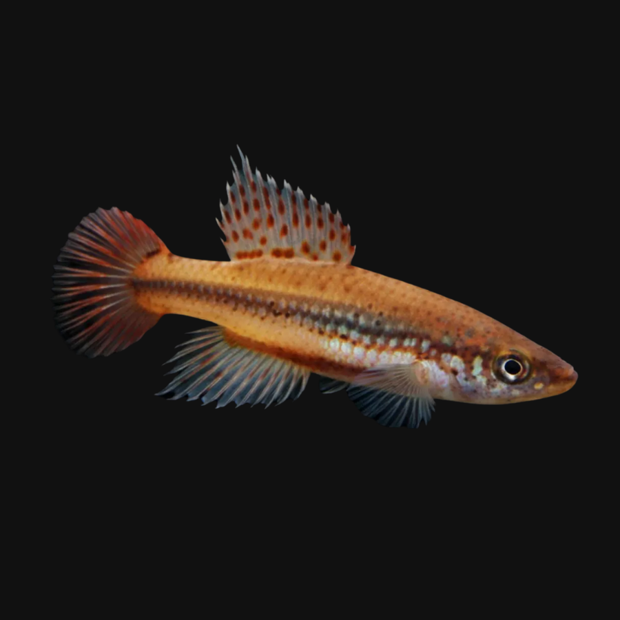 Cynopoecilus melanotaenia «Cebollatí» 30+ Eggs, Ready to Hatch