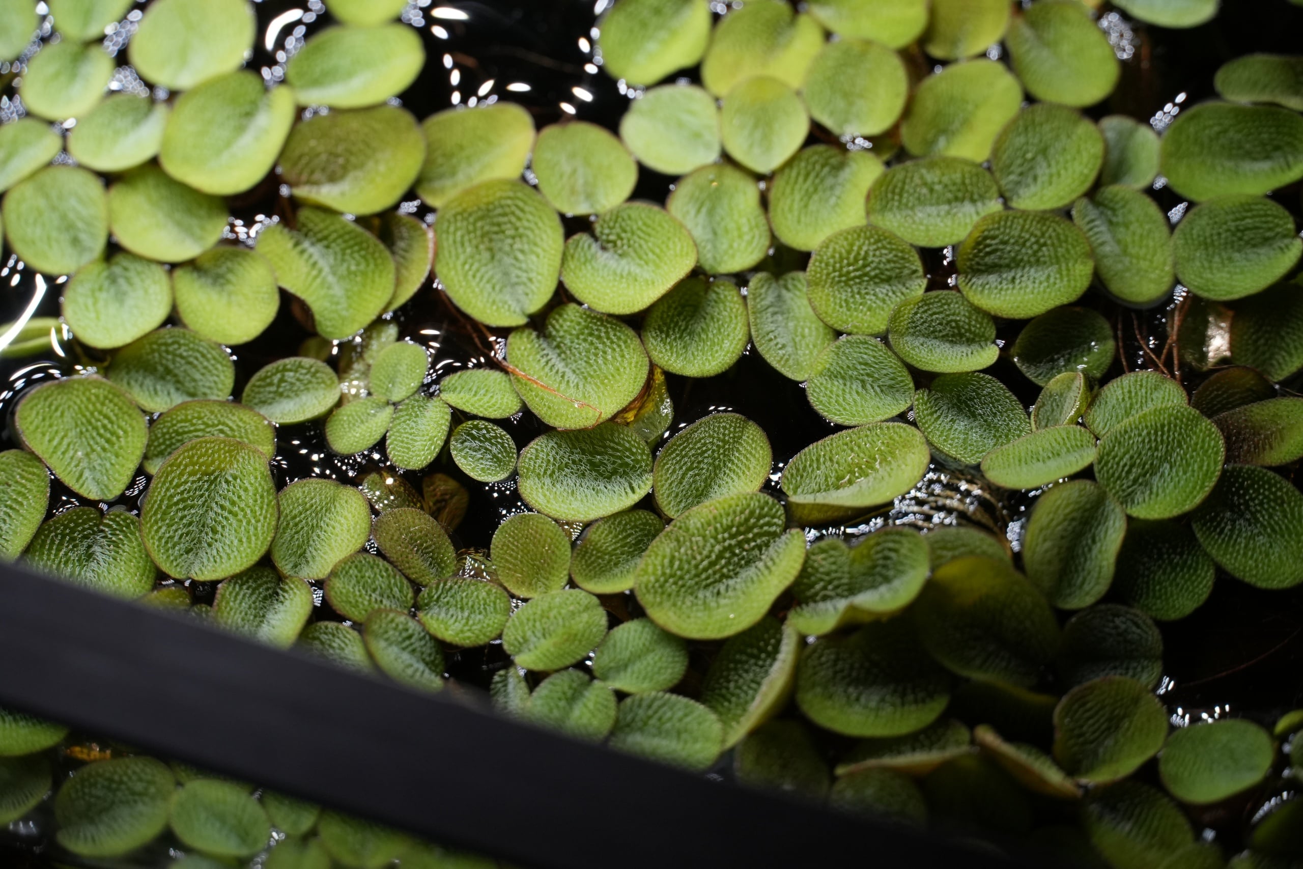 Salvinia Minima (Water Spangles)