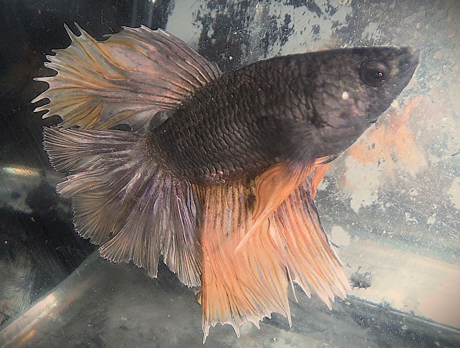 Copper Gas Male
