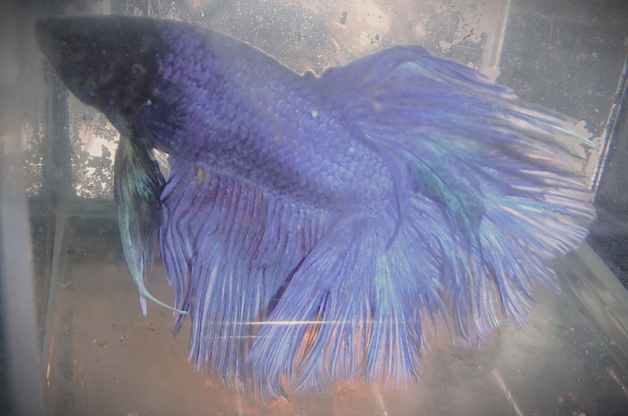 Purple with Pink Male