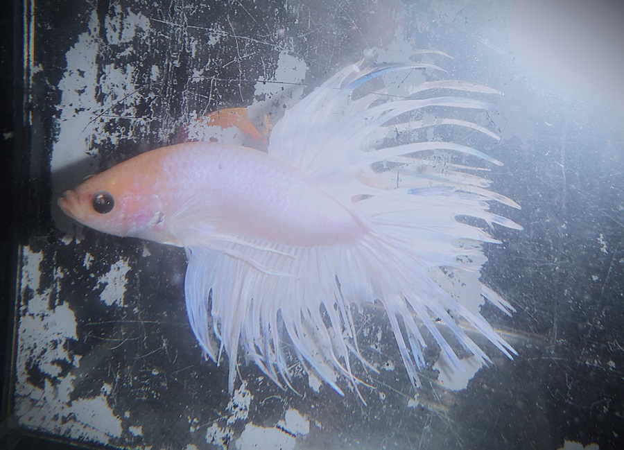 Opaque White CT Male