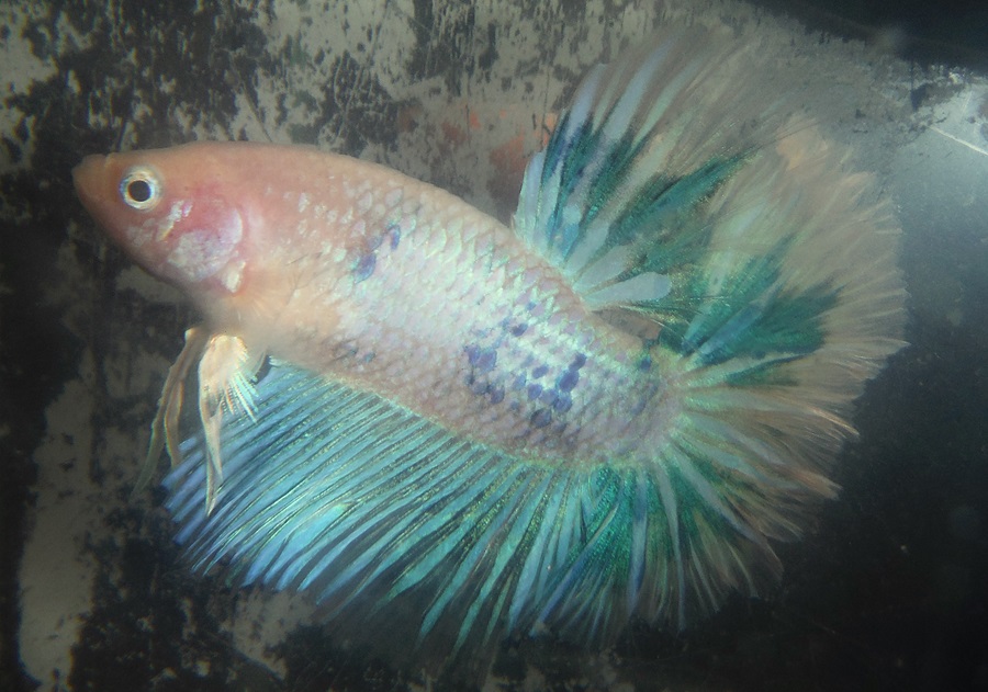 Overhalfmoon Skyhawk Green Marble Male