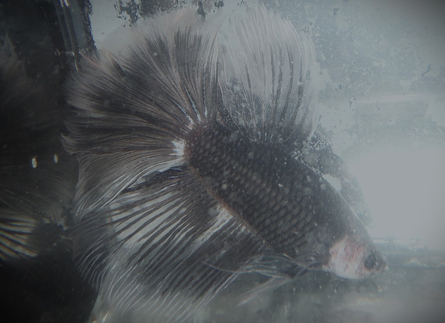 Pied Black Lace Male