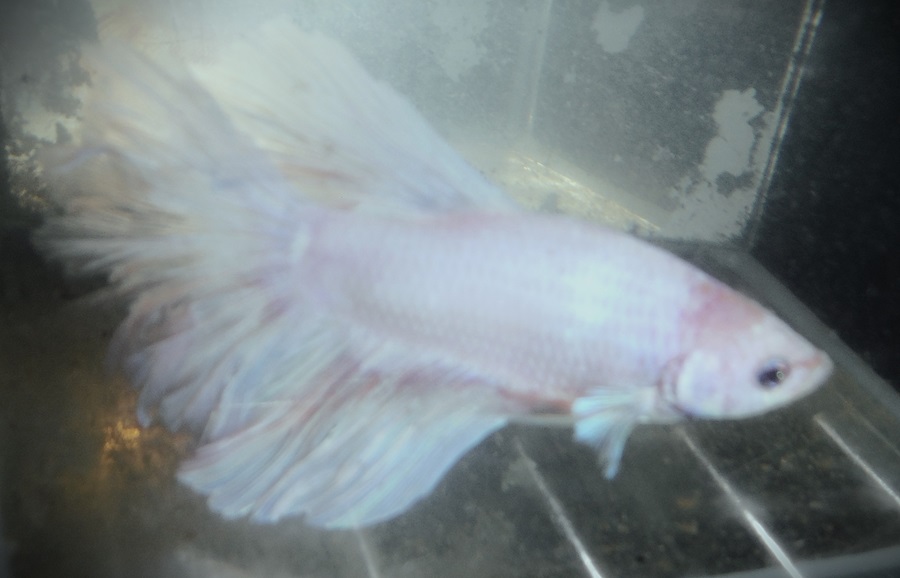 Opaque White Male