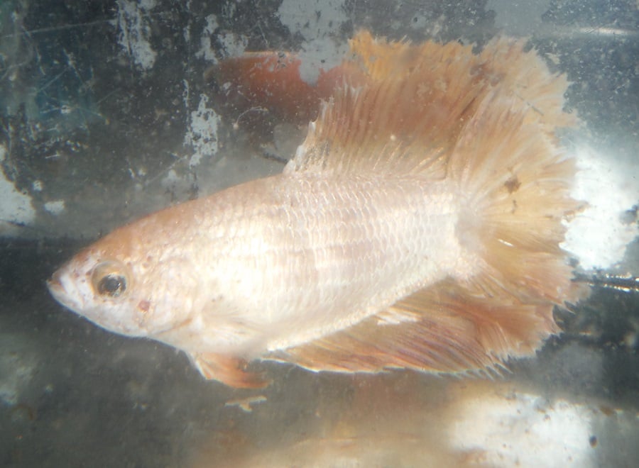 Yellow Gold Doubletail Female