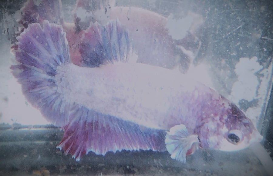 White & Purple PK Male