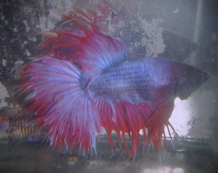 Purple & Red Halfsun Male