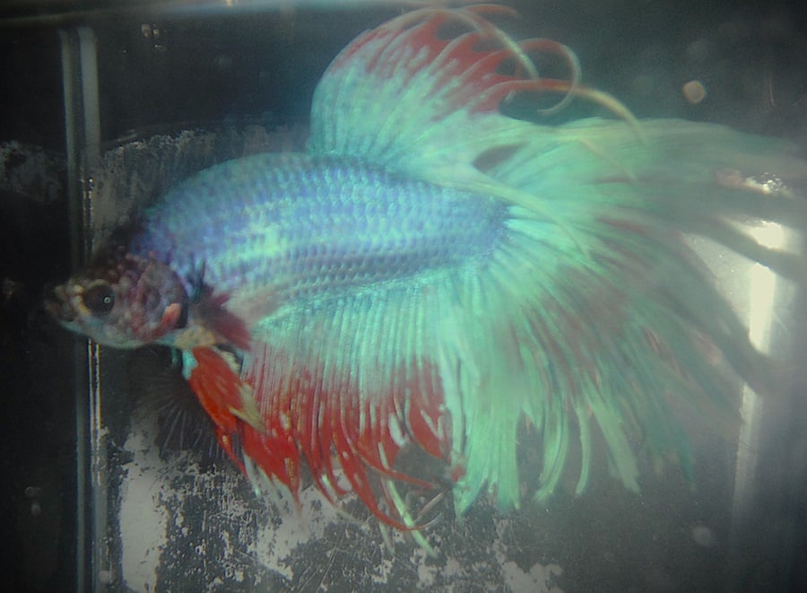 Purple & Red Halfsun Male