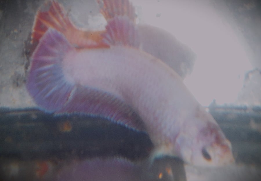 White & Purple Female