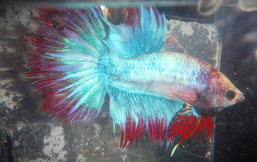 Turquoise & Red Butterfly Halfsun Male