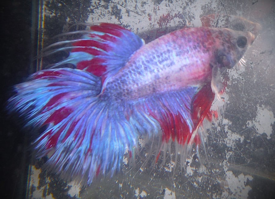Red White & Blue Halfsun Male