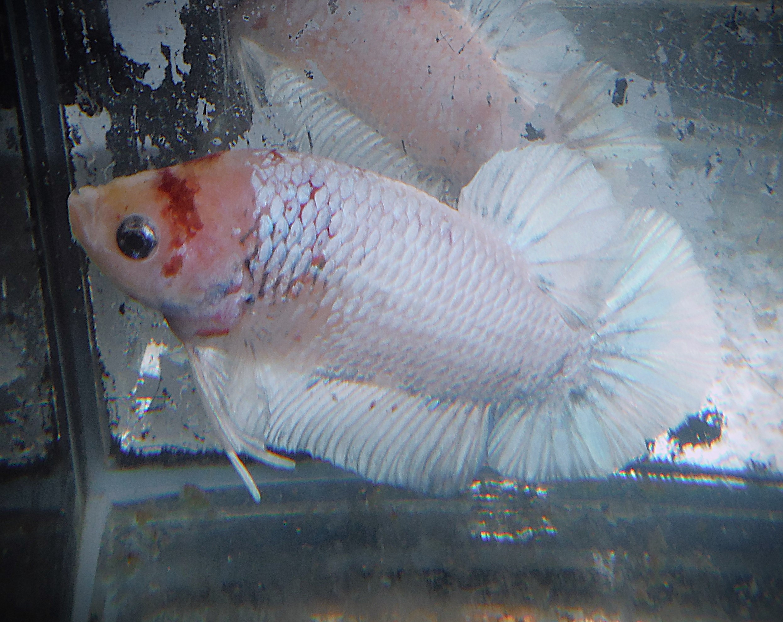 Monkey Faced Snow Dragon PK Male