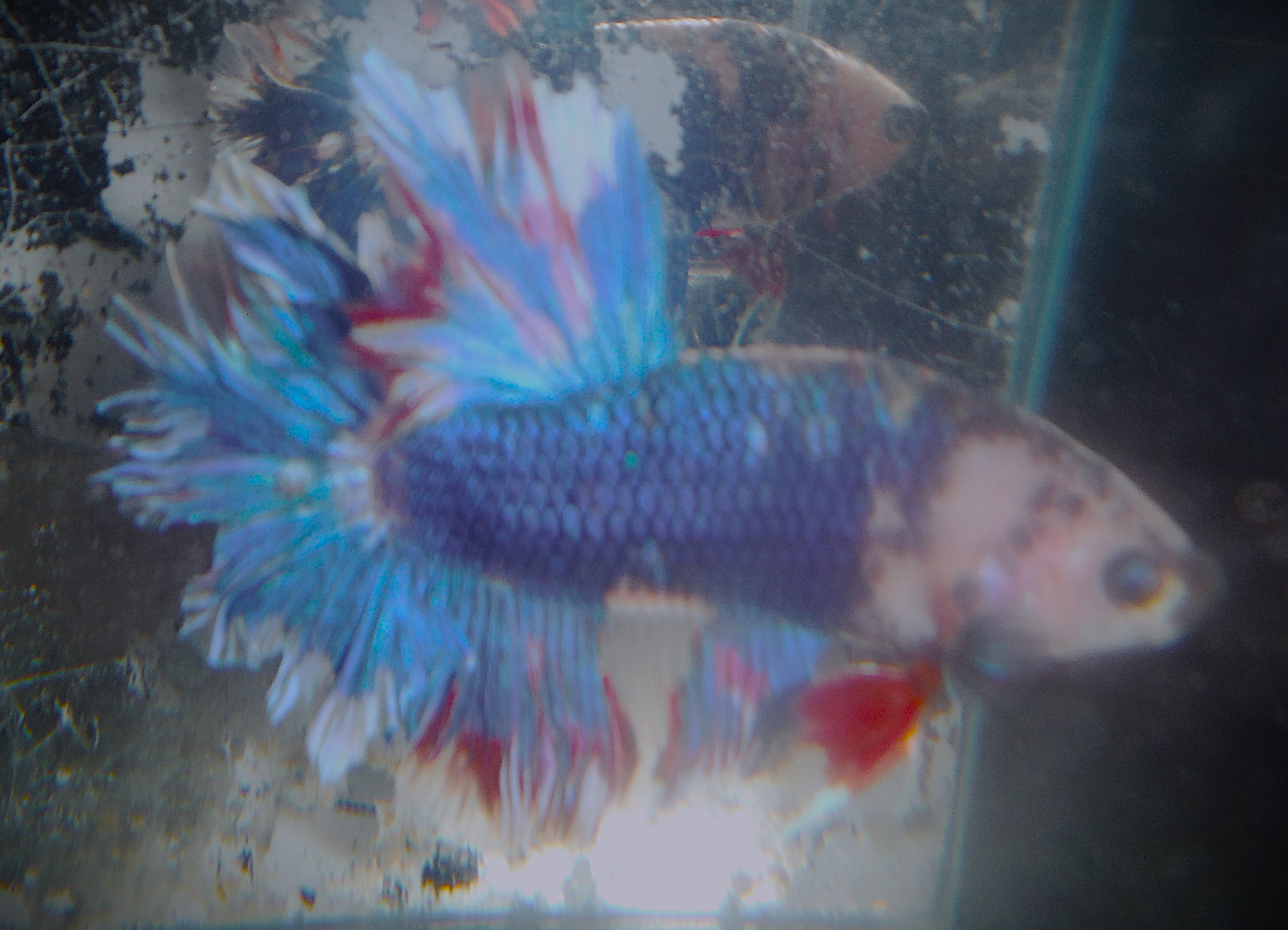Red White & Blue Feathertail Male